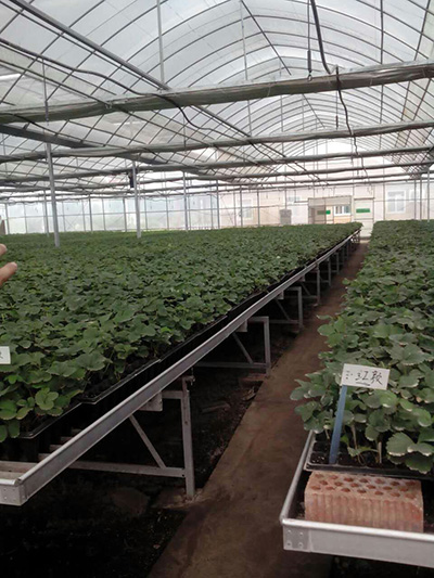 薄膜連棟溫室建設(shè)電話13865545460